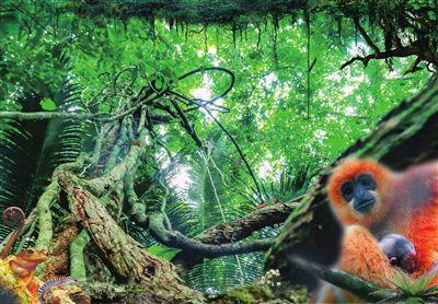 热带雨,地球之肺的奥秘与挑战